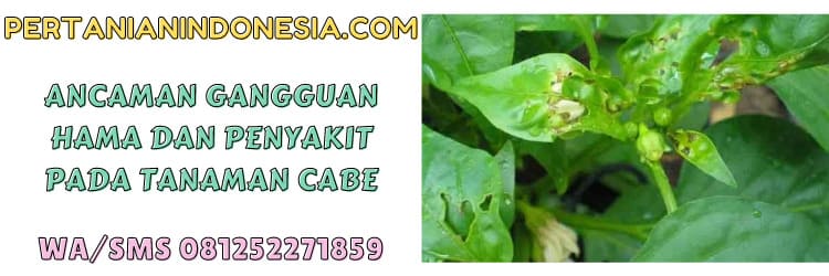ancaman,gangguan,hama,penyakit,cabe